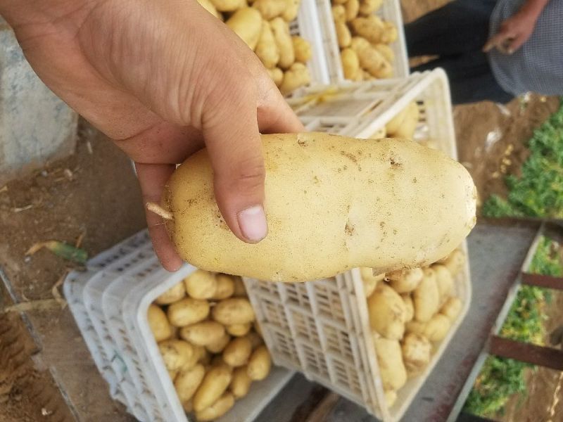 2020昌乐精品露天荷兰十五新土豆