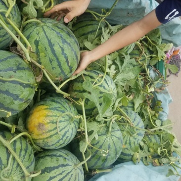 8424、美都西瓜大棚种植口感佳，甜度高