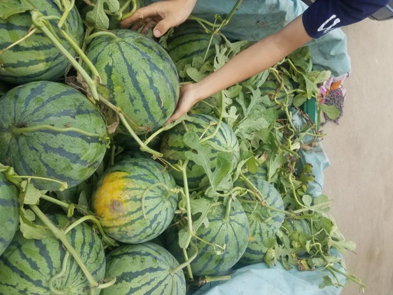 8424、美都西瓜大棚种植口感佳，甜度高