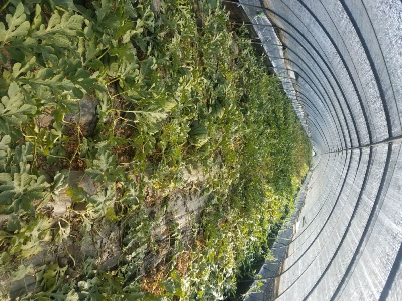 8424、美都西瓜大棚种植口感佳，甜度高