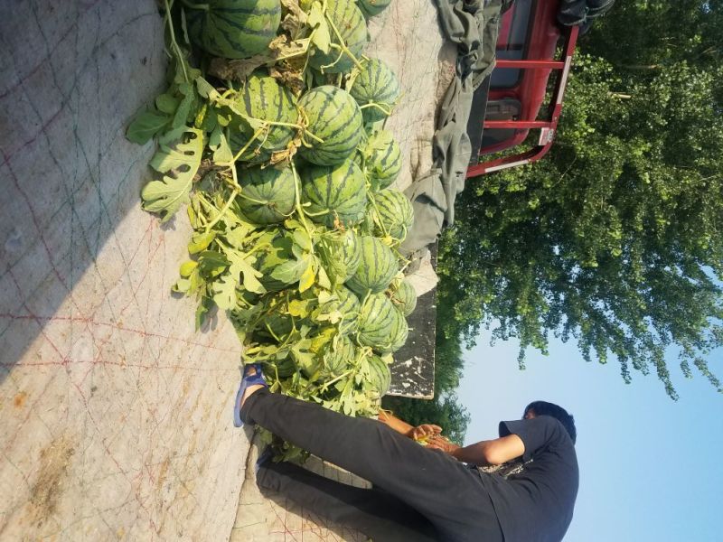 8424、美都西瓜大棚种植口感佳，甜度高