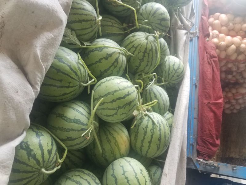 8424、美都西瓜大棚种植口感佳，甜度高