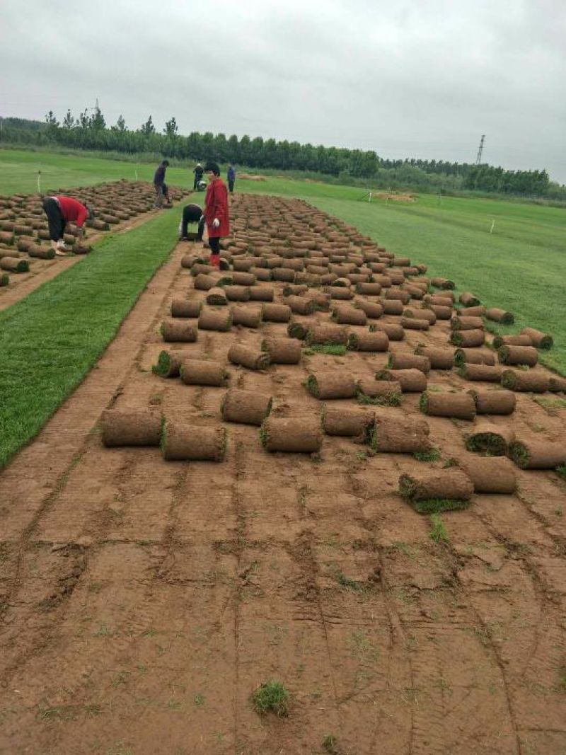 草坪。四季青草坪。马尼拉草坪。地被绿色专用草坪