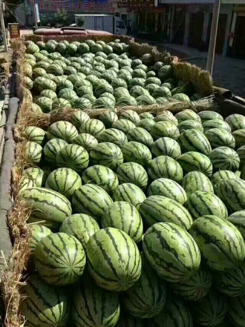 金城5号西瓜主营宁夏硒砂瓜，内蒙，东北产区西瓜，双红瓤