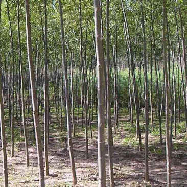柳树苗速生柳