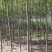 柳树苗速生柳