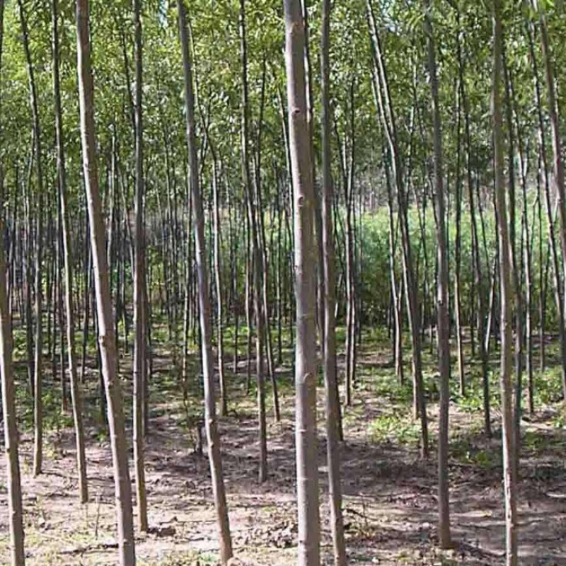 柳树苗速生柳