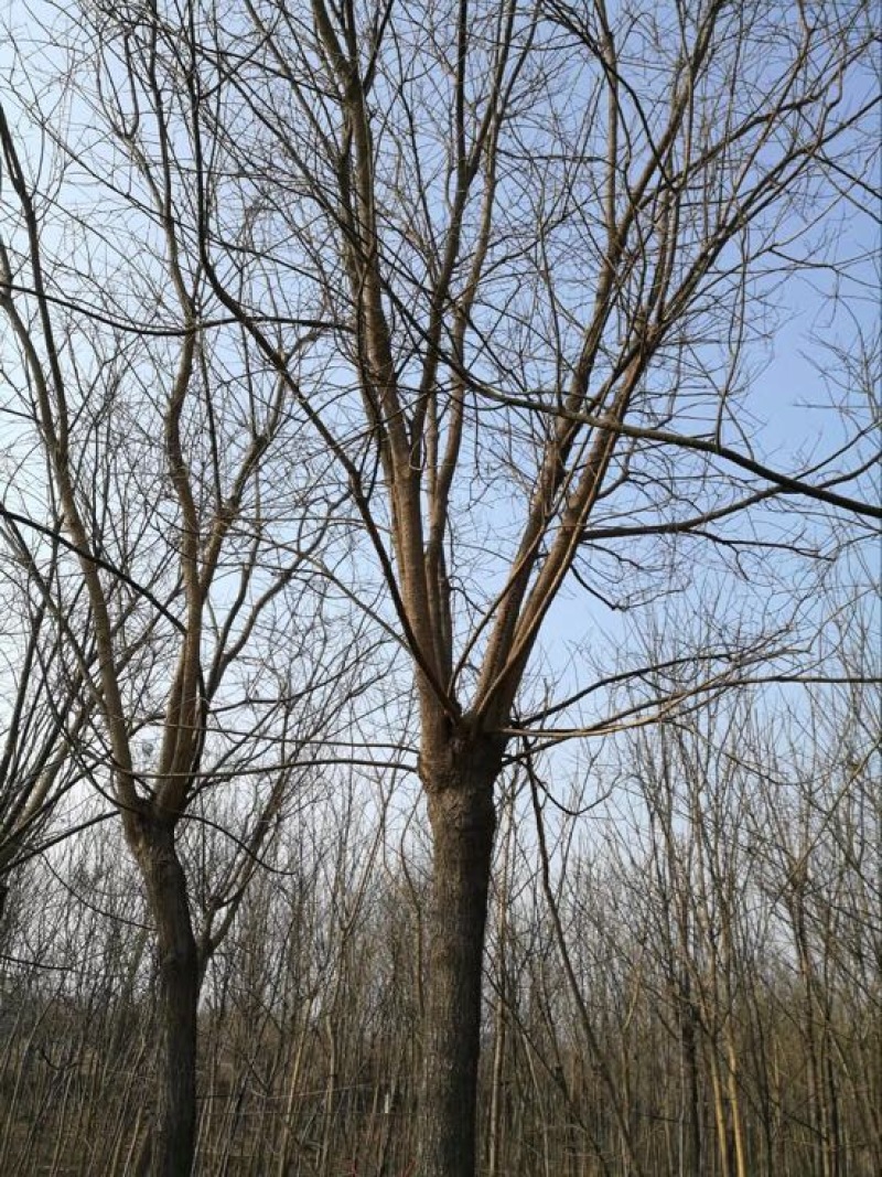 国槐12~14cm10~12cm3米以上