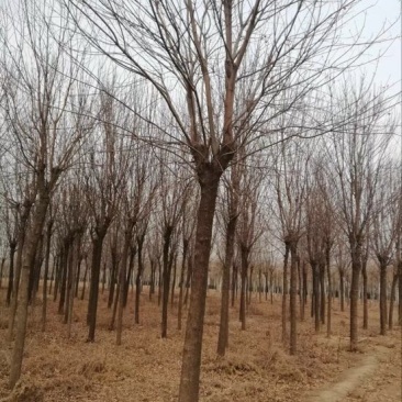 白蜡树10~12cm10~12cm