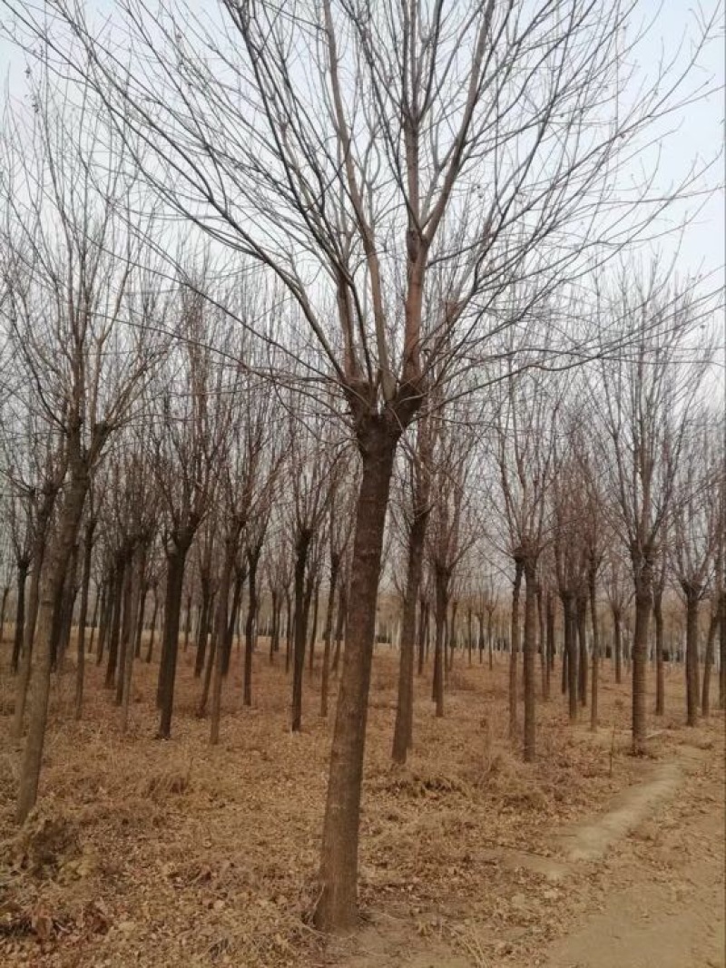 白蜡树10~12cm10~12cm