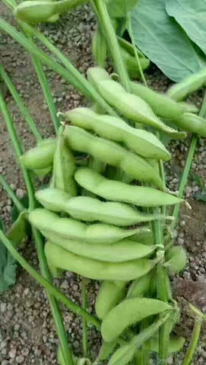 万亩毛豆基地、大青豆、翠绿宝、小寒王、绿宝石毛豆大量供应