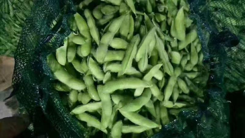 万亩👉精品毛豆👈，开心绿～绿宝石，翠绿宝，物流全国