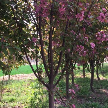 绚丽海棠8~10cm8~10cm8~10cm