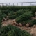 蜀桧，基地低价直供《2米一3米一4米一5米》蜀桧。