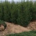 蜀桧，基地低价直供《2米一3米一4米一5米》蜀桧。