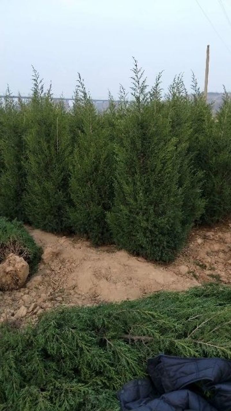 蜀桧，基地低价直供《2米一3米一4米一5米》蜀桧。