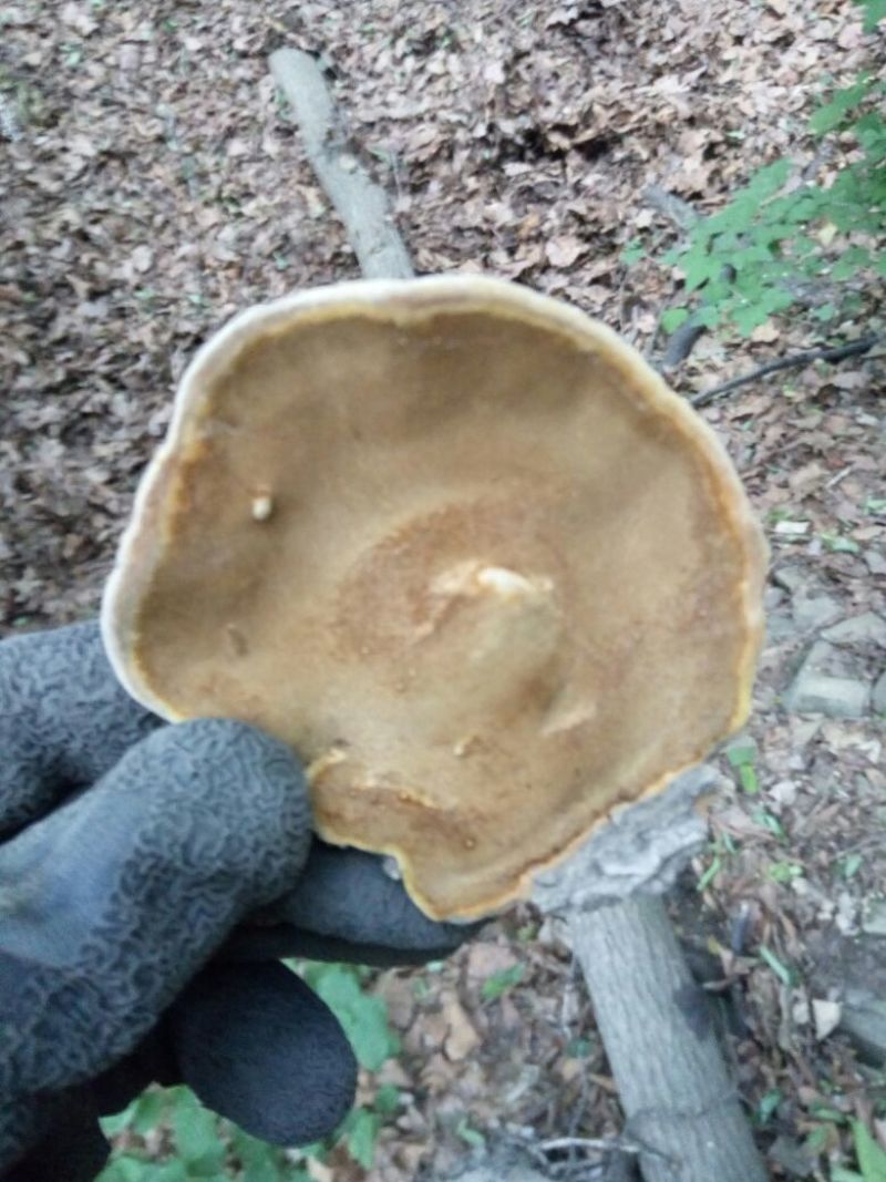 野生桦树黄