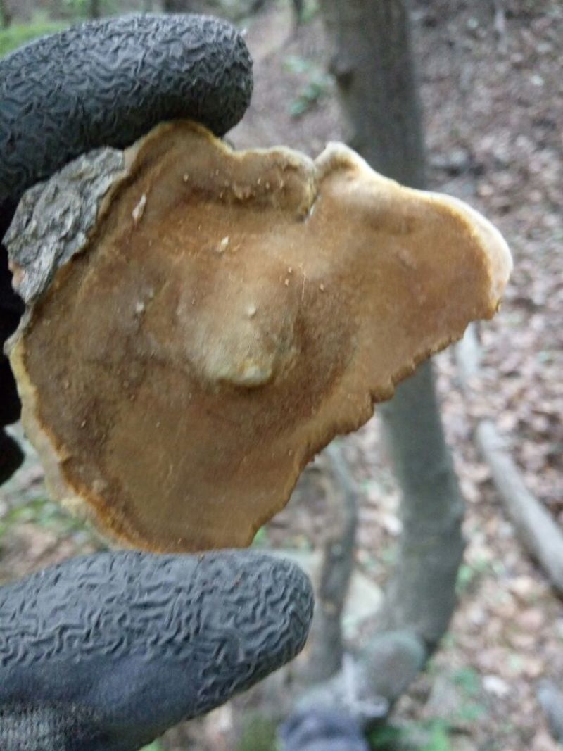 野生桦树黄