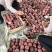 春雪桃，山东产地一手货源批发新鲜上市口感好，