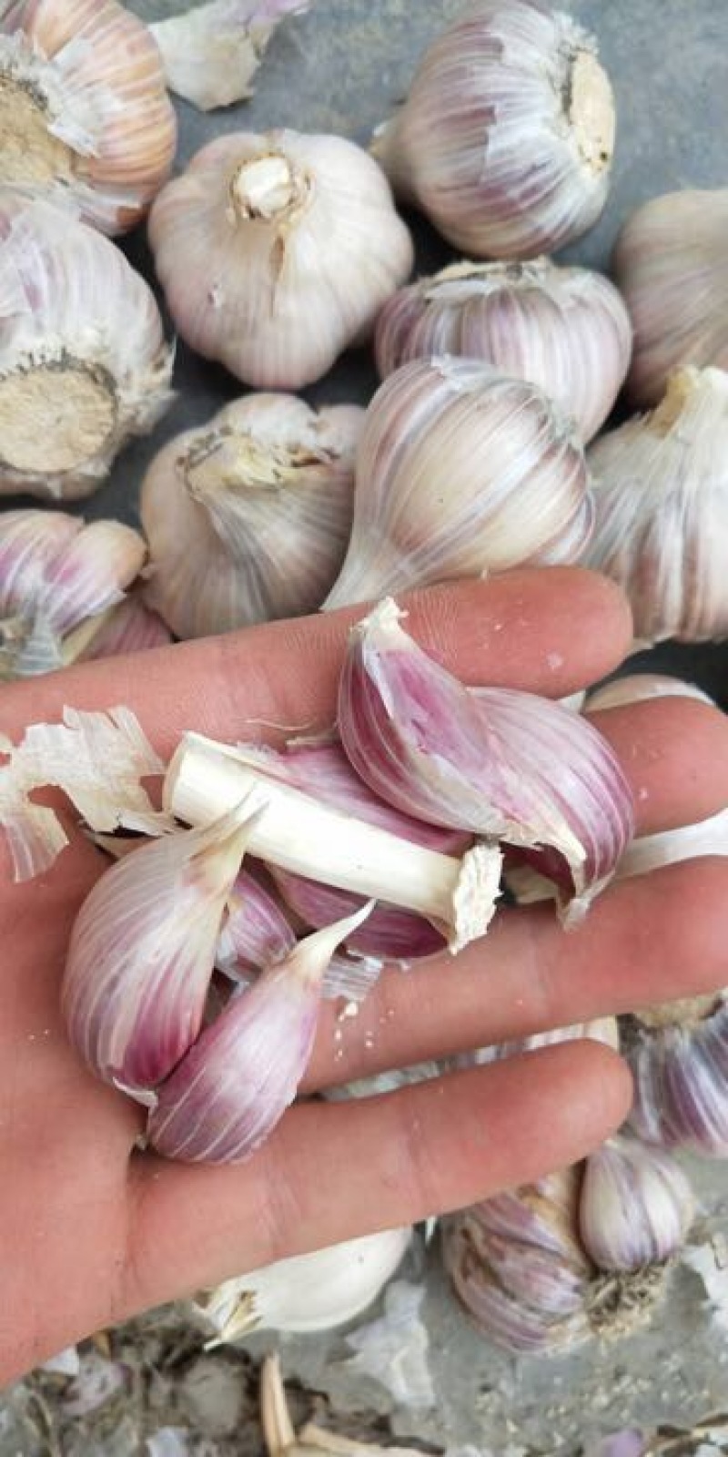 川蒜二水早苔蒜种蒜苗蒜（产地直供）
