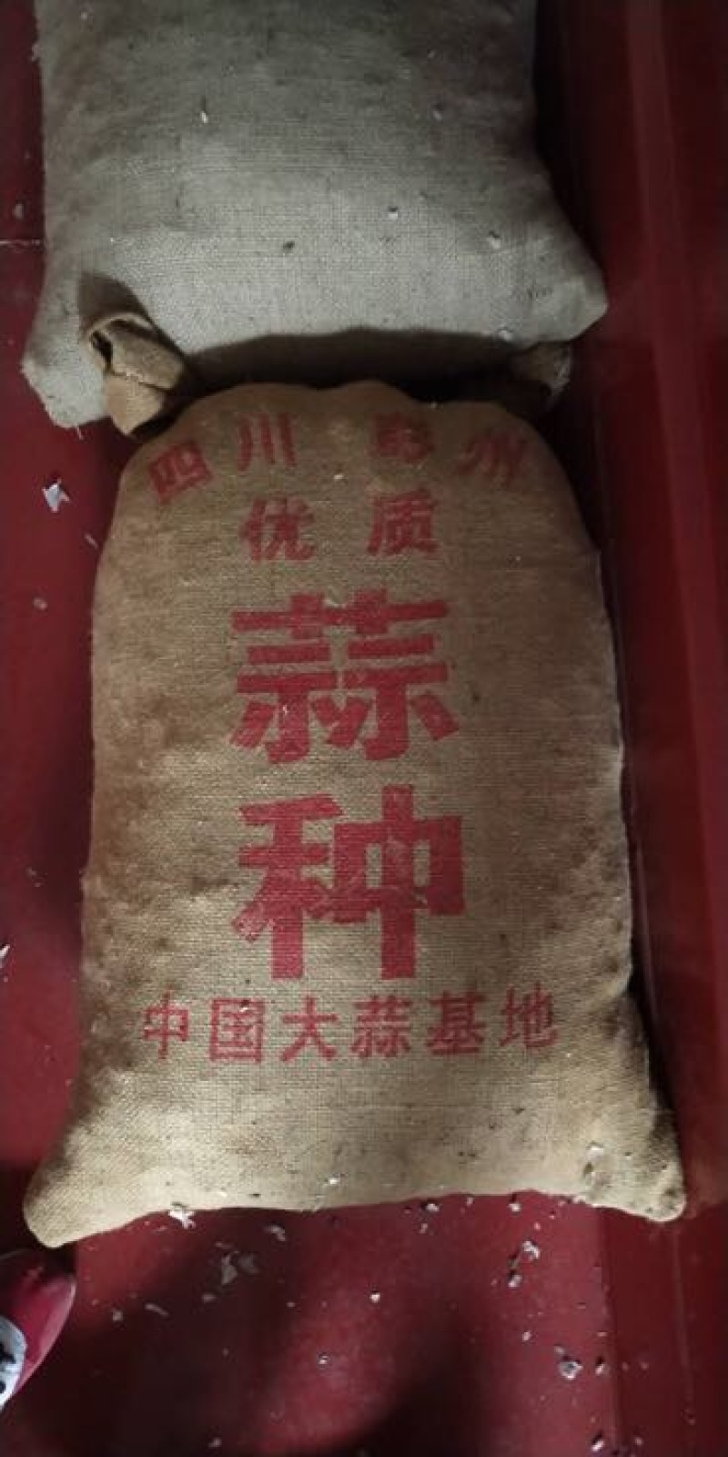 川蒜二水早苔蒜种蒜苗蒜（产地直供）