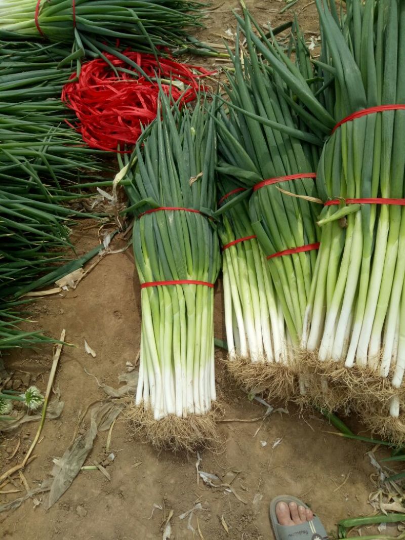 长白扒皮净葱露天插葱基地直供大量上市