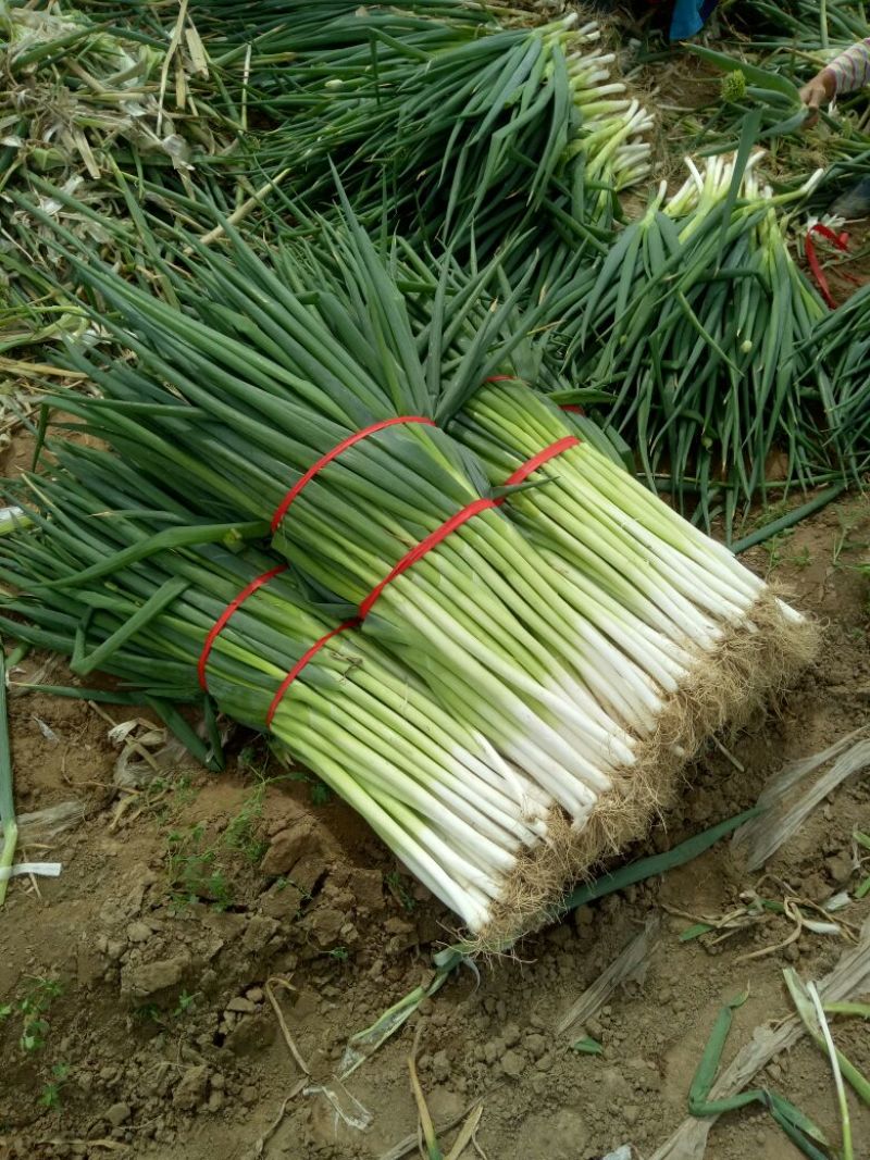 长白扒皮净葱露天插葱基地直供大量上市