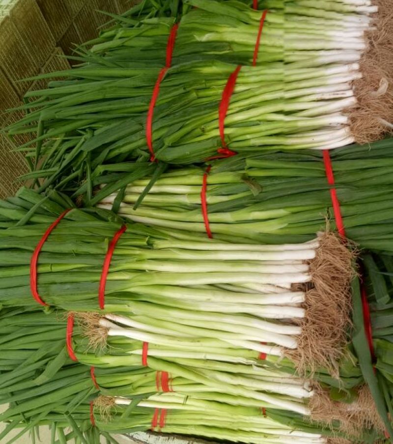 长白扒皮净葱露天插葱基地直供大量上市