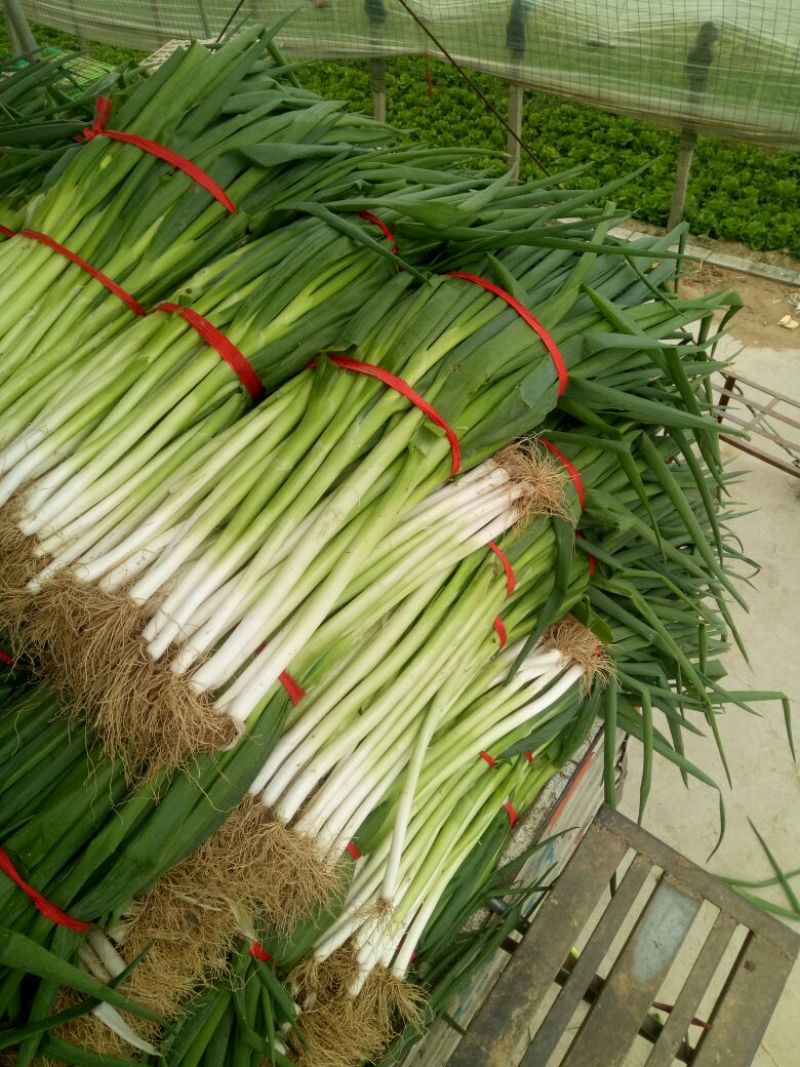 长白扒皮净葱露天插葱基地直供大量上市