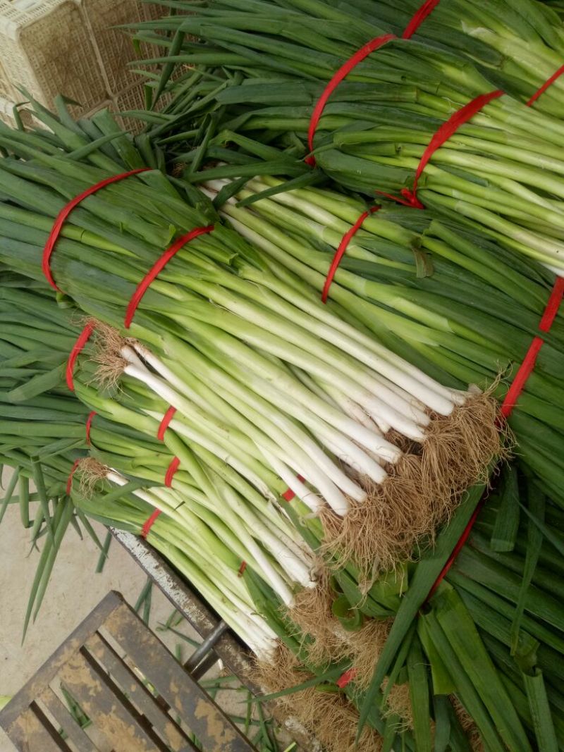 长白扒皮净葱露天插葱基地直供大量上市