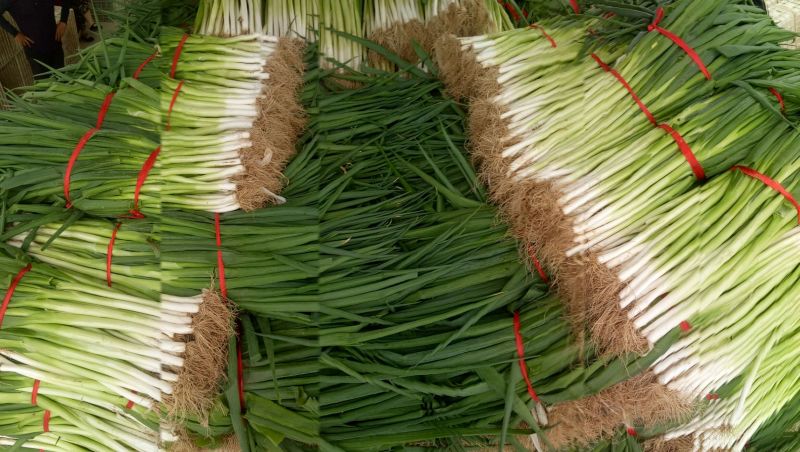 长白扒皮净葱露天插葱基地直供大量上市