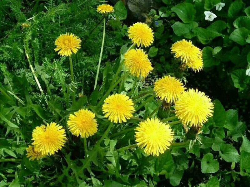 蒲公英茶500g长白山新鲜蒲公英叶根养天然非特级野生花草