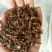 蒲公英茶500g长白山新鲜蒲公英叶根养天然非特级野生花草