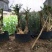 野生紫薇树桩