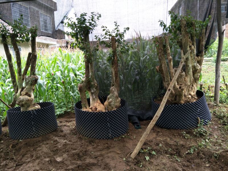 野生紫薇树桩