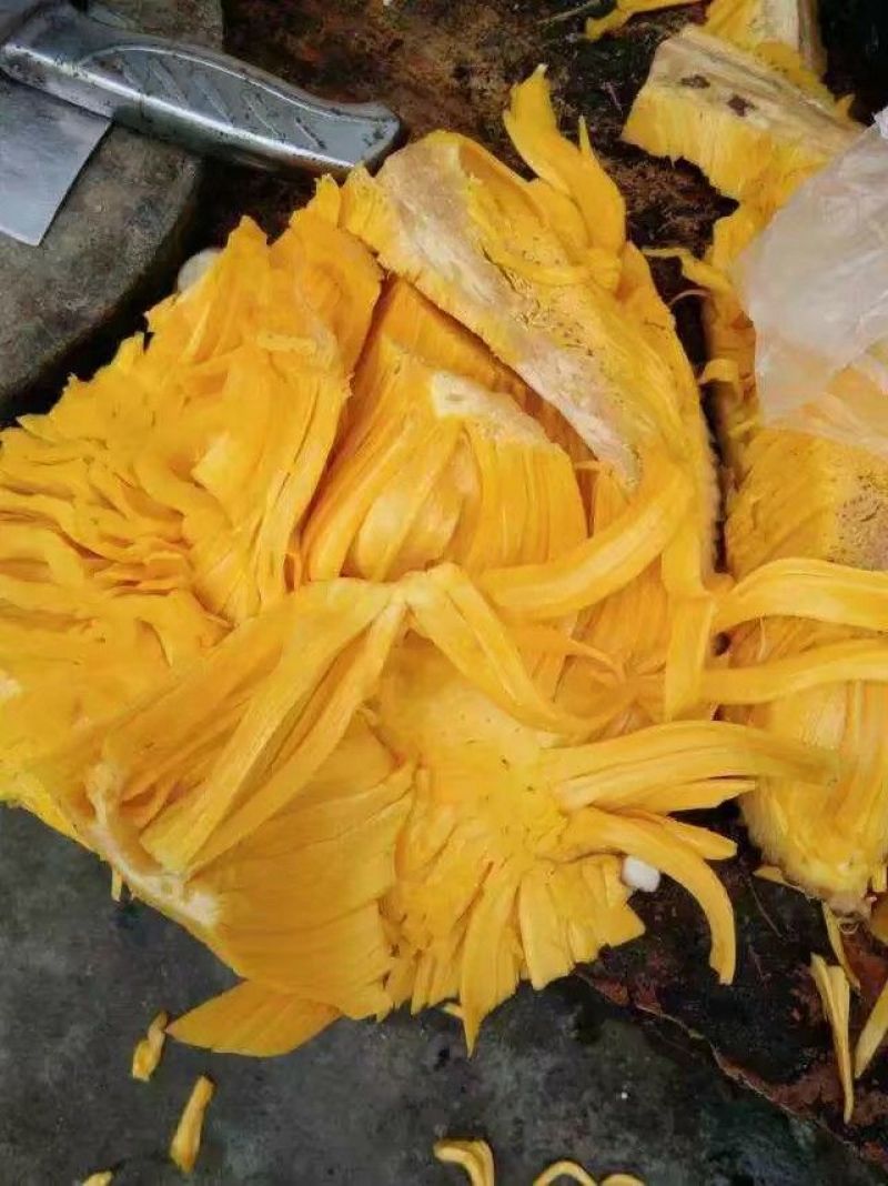 海南菠萝蜜