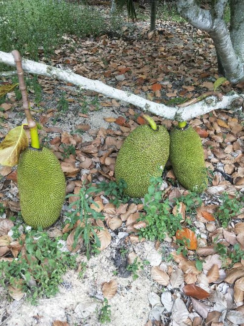 海南菠萝蜜