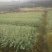 大量销售优质红豆杉苗