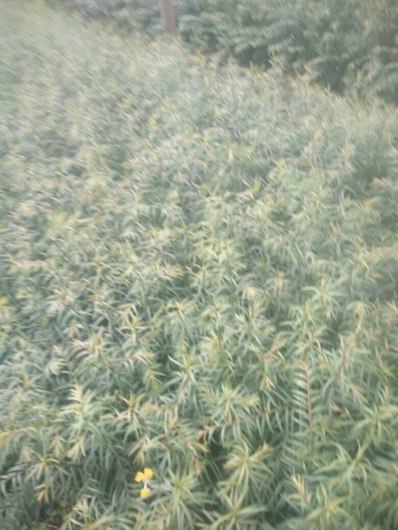 大量销售优质红豆杉苗