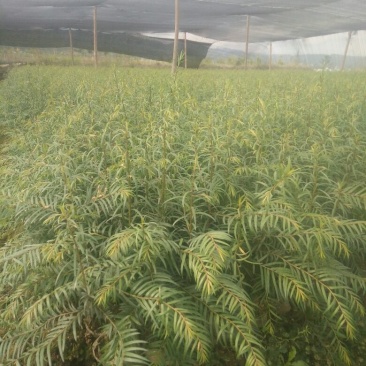 大量销售优质红豆杉苗