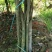广东苗圃龙船花满堂春花绿植观赏花园林绿化龙船花