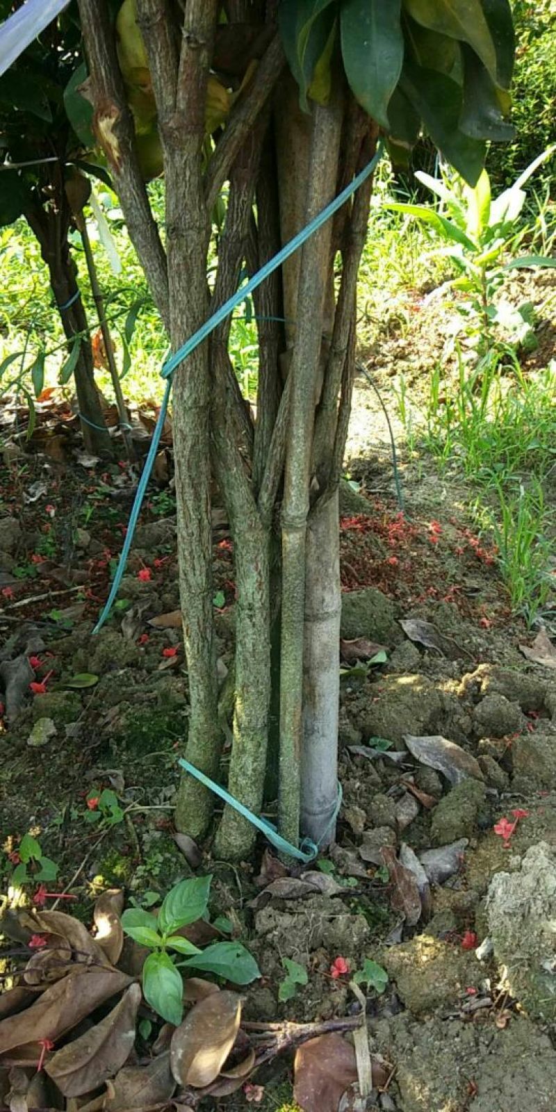 广东苗圃龙船花满堂春花绿植观赏花园林绿化龙船花