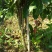 广东苗圃龙船花满堂春花绿植观赏花园林绿化龙船花