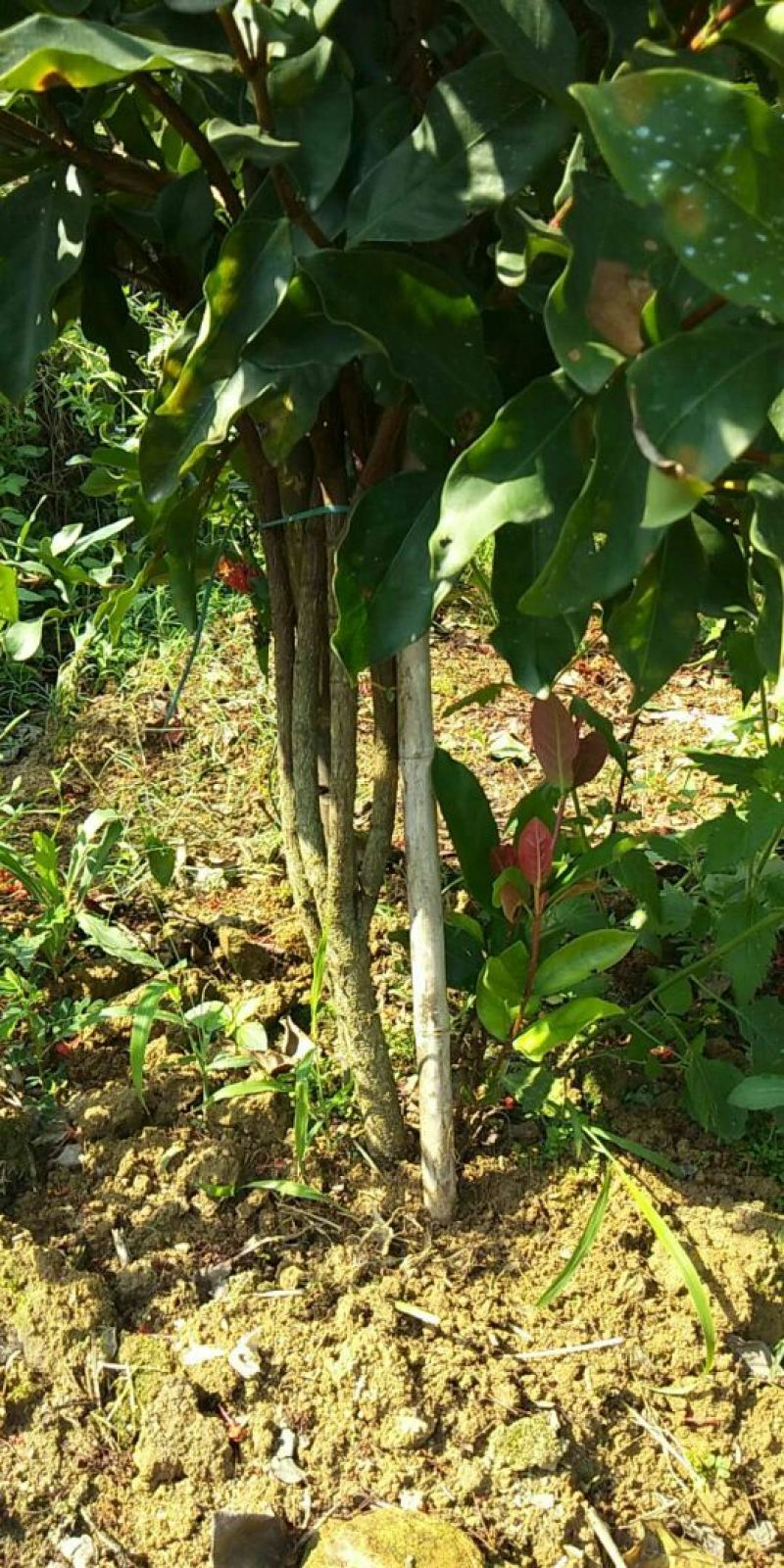 广东苗圃龙船花满堂春花绿植观赏花园林绿化龙船花