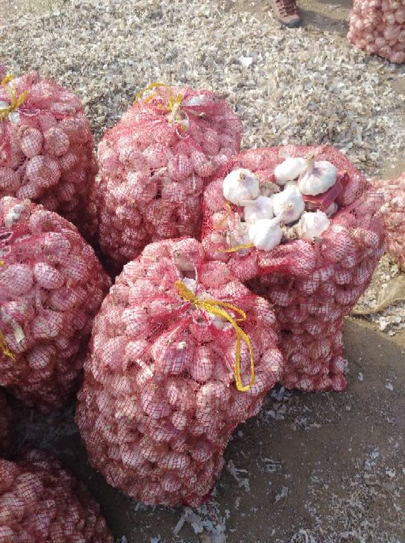 紫皮大蒜