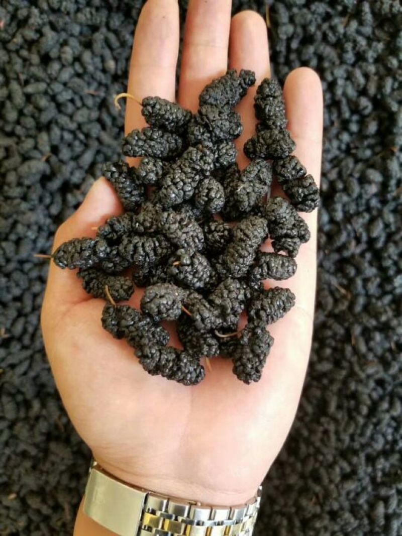 新疆黑桑葚干，颗粒饱满，干净无沙，大量有货！
