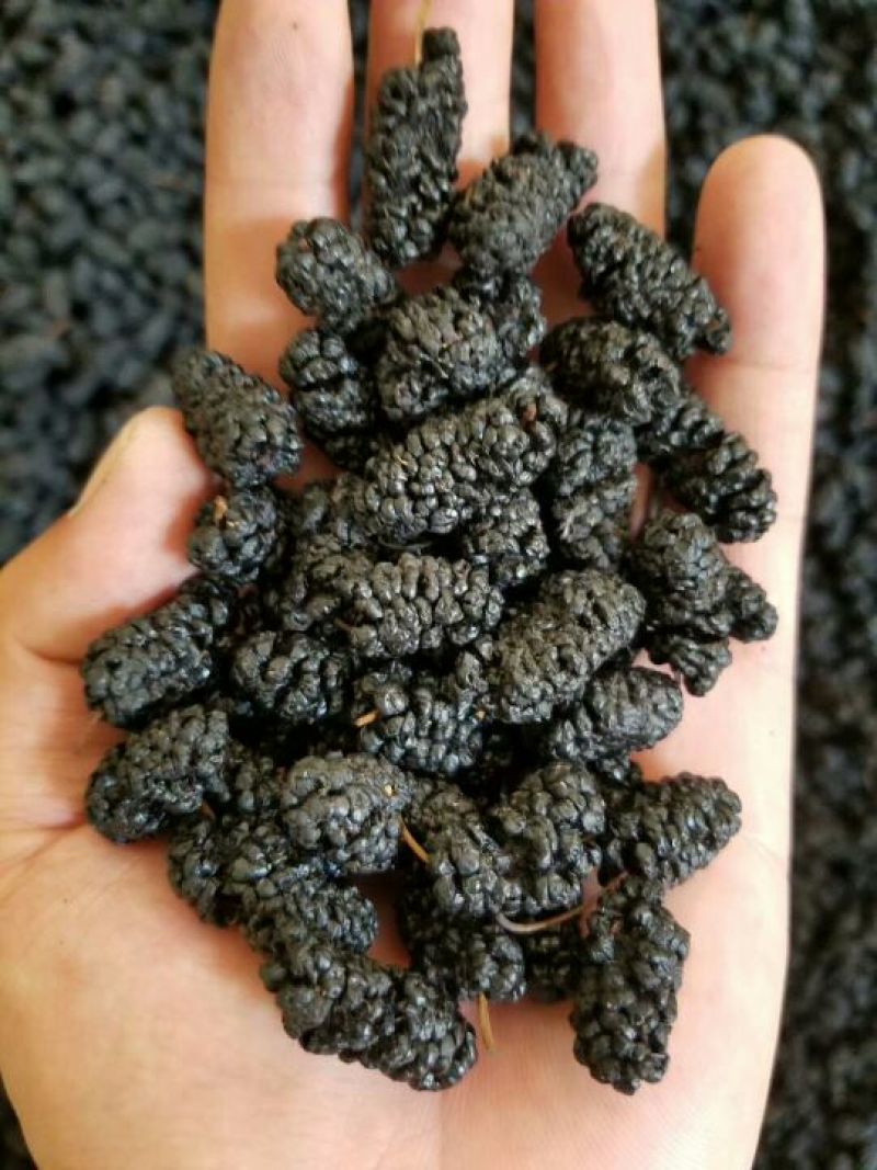 新疆黑桑葚干，颗粒饱满，干净无沙，大量有货！