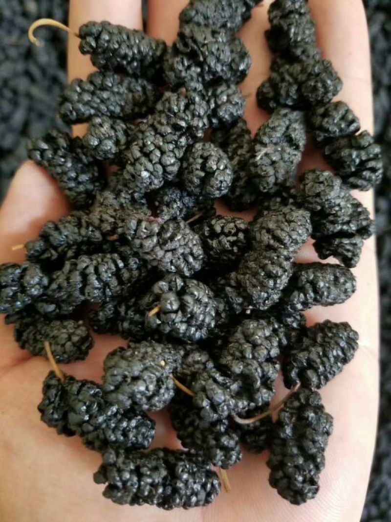 新疆黑桑葚干，颗粒饱满，干净无沙，大量有货！