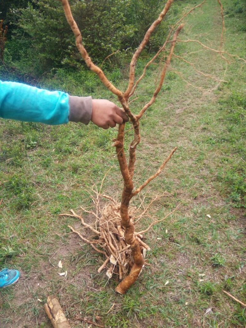 黄花倒水莲，黄花参，倒吊黄