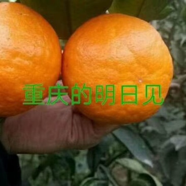 明日见支条兴津46号支条